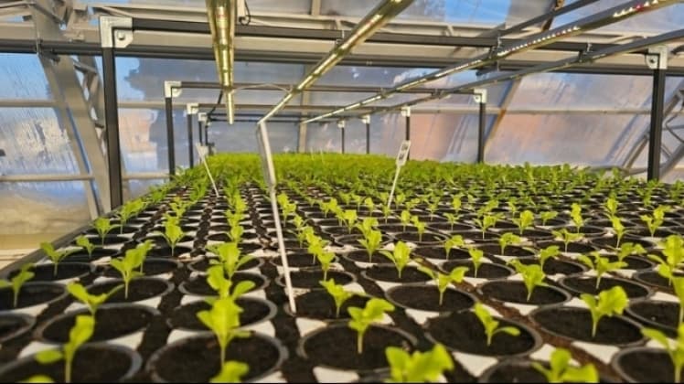 Гідропонна ферма в Білій Криниці планує