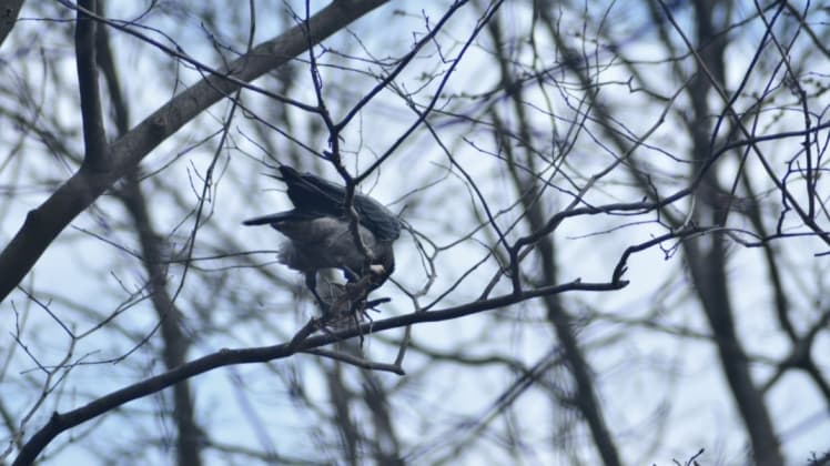 Monsters song. Вірш К. Вернер
