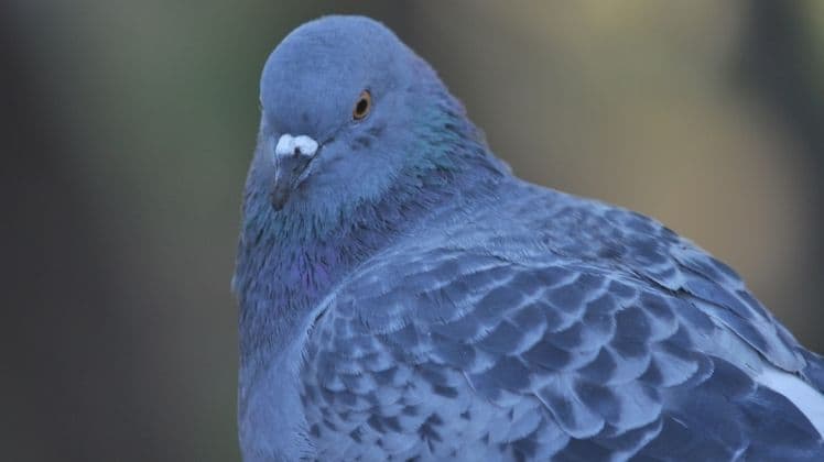 Сизий голуб: цікаві факти про знайомого